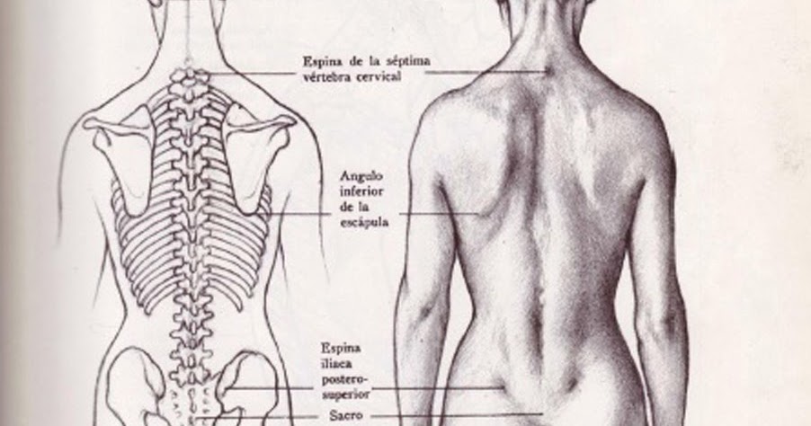 Анатомия спины рисунок