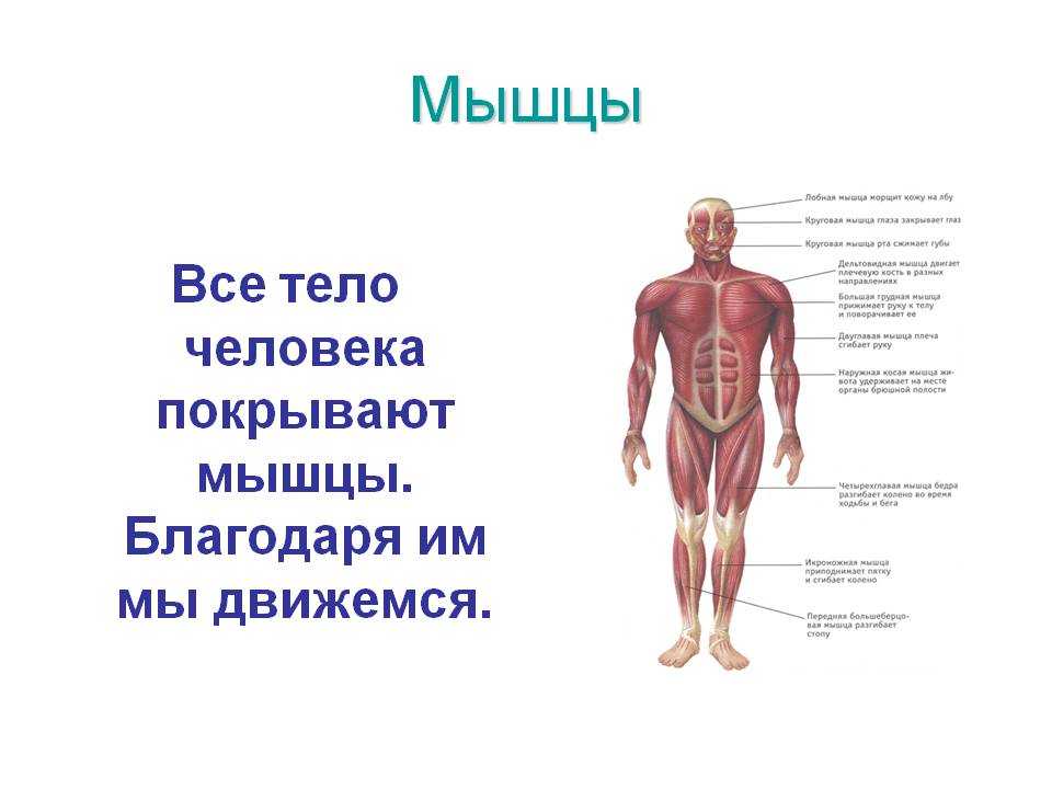 Мышцы система органов. Строение тела человека мышечная система. Мышечная система (мускулатура) – система органов человека. Мышцы человека для детей. Мышцы человека 4 класс.