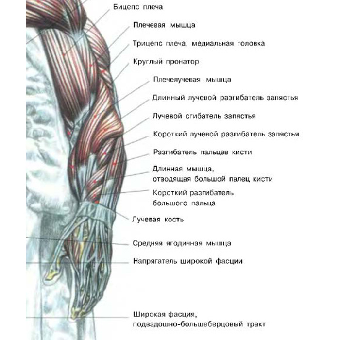 Трехглавая мышца плеча фото