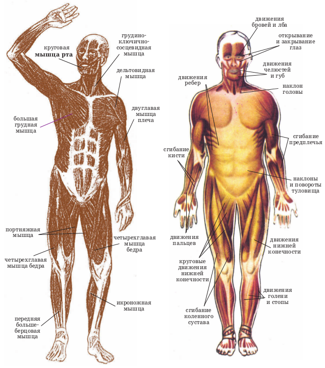 Название частей человека. Строение скелета и мышц человека с названиями. Скелетные соматические мышцы. Мышцы человека и их функции анатомия. Скелетные мышцы человека.
