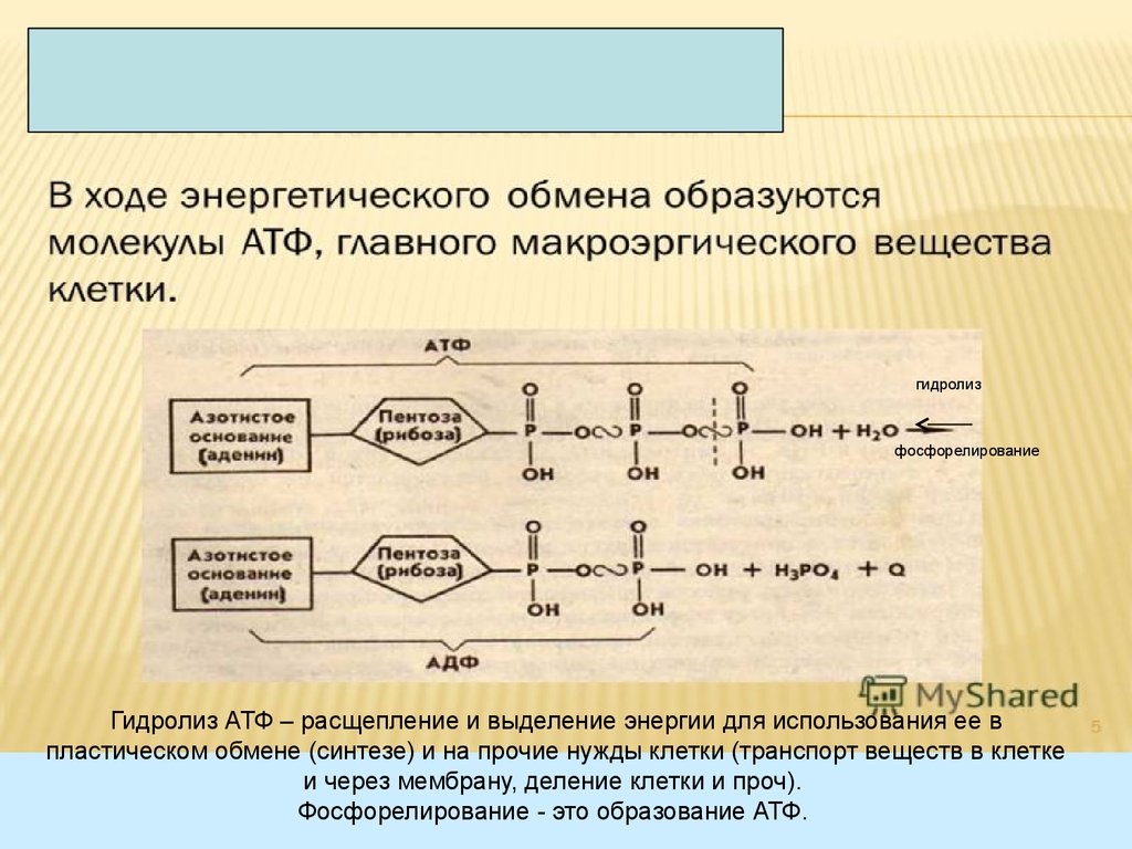 Разложение атф. Схема образования АТФ. Гидролиз АТФ. АДФ образуется из АТФ В результате реакции. Схема гидролиза АТФ В организме.