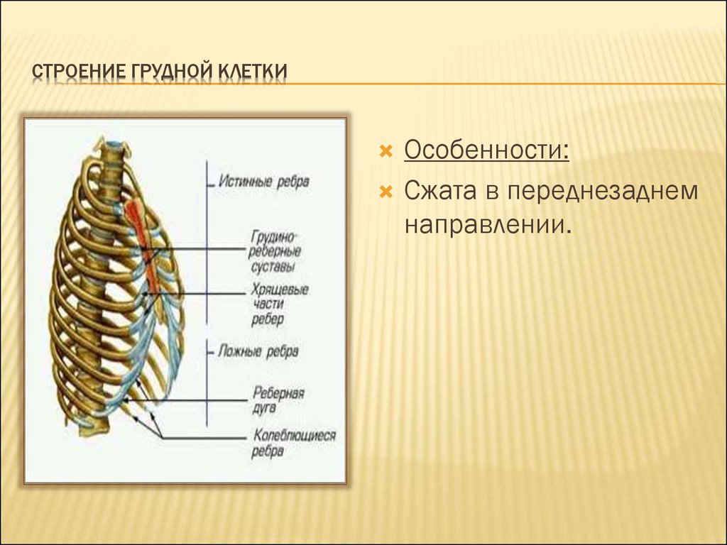 Строение скелета грудного отдела. Строение грудной клетки и её функции. Строение скелета ,Грудина, функции. 1. Грудная клетка (строение грудной клетки и функция. Структура скелета грудной клетки.