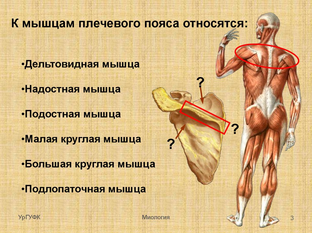 Мышцы пояса. Надостная мышца плечевого пояса. Анатомия подлопаточная мышца плечевого пояса. К мышцам плечевого пояса относится. Мышцы плечевого пояса дельтовидная мышца.