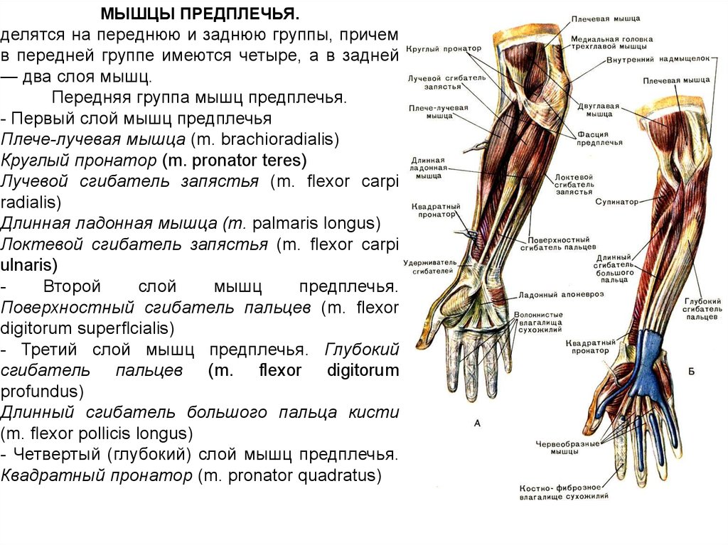 Сгибатели кисти. Мышцы предплечья анатомия передняя группа. Мышцы предплечья анатомия 1 слой. Передняя группа мышц предплечья иннервация. Мышцы предплечья анатомия поверхностный слой.