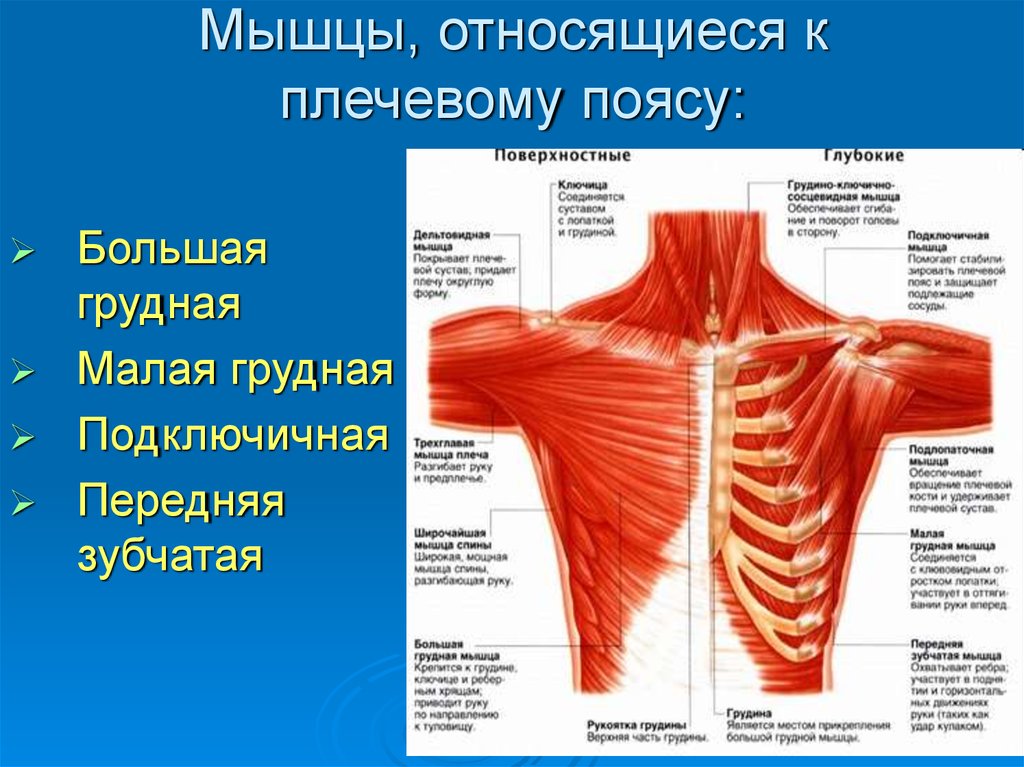 Мышцы плечевого пояса презентация