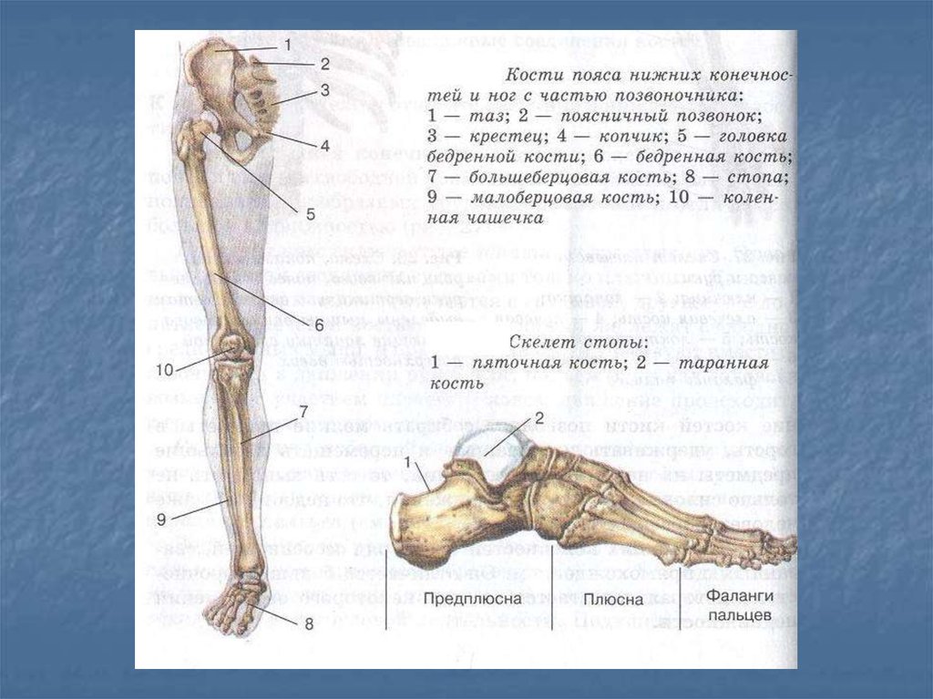 Части ноги схема