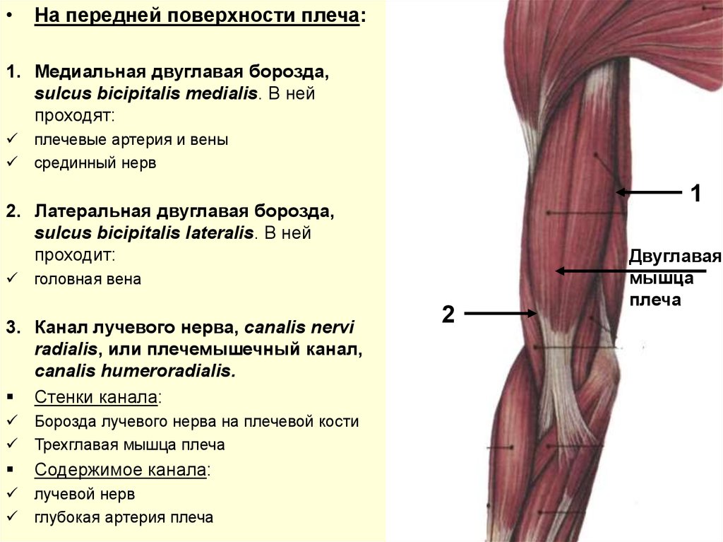 Топографическая анатомия верхней конечности презентация