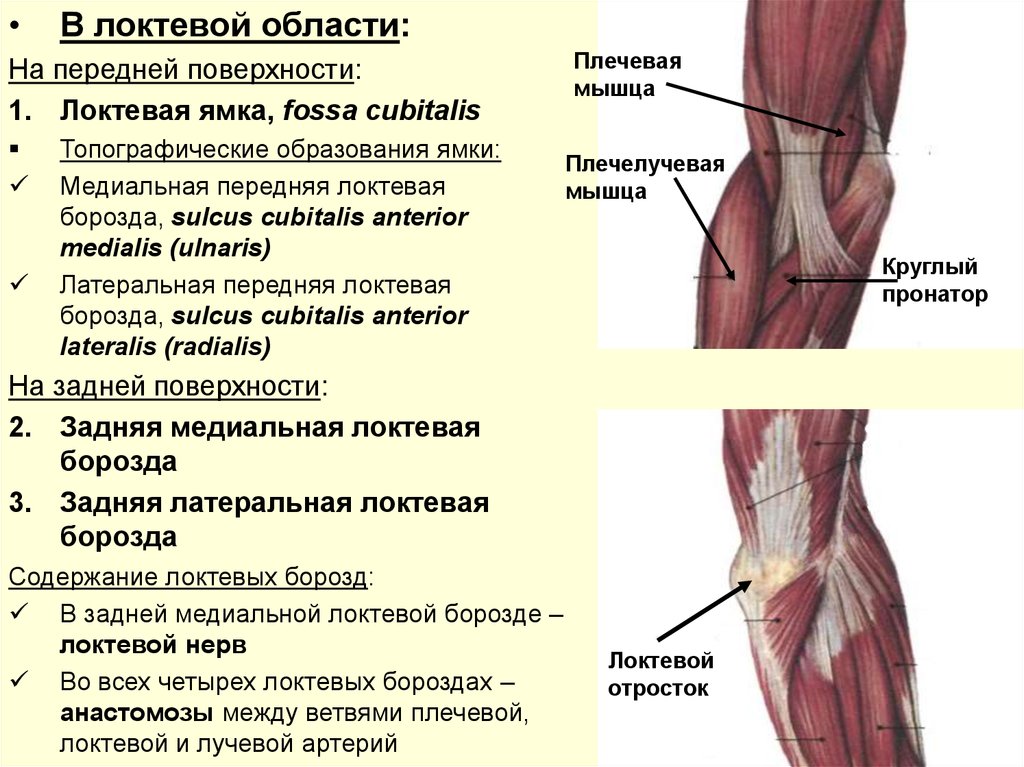 Круглый пронатор фото