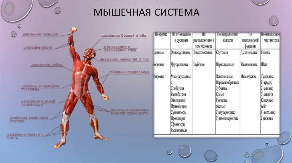 Сколько в организме органов. Органы мышечной системы и функции системы. Функции мышц схема. Мышечная система строение и классификация. Мышечная система человека анатомия.