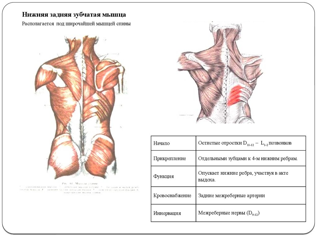 Задняя зубчатая мышца спины фото