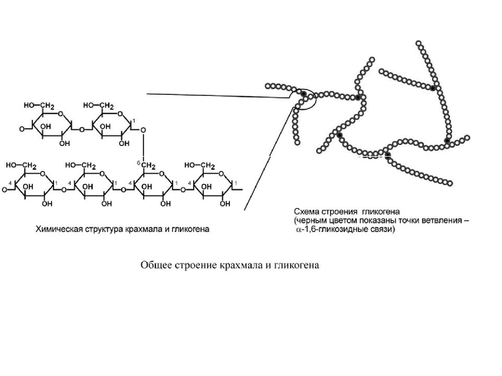 Крахмал строение. Химическая структура гликогена. Структура гликогена биохимия. Ветвление гликогена схема. Гликоген строение.