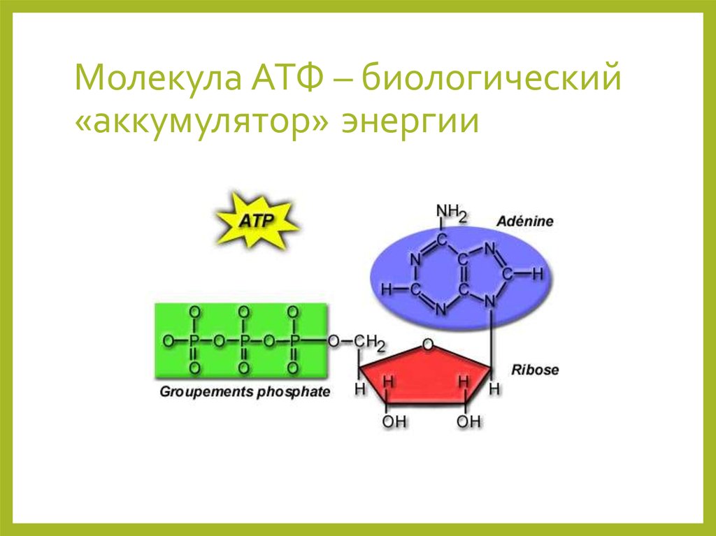 Атф название. Строение молекулы АТФ. Строение молекулы АТФ биология. Структура молекулы АТФ. Схема строения АТФ.