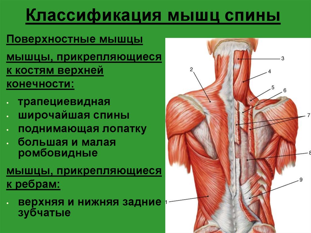 Мышцы спины человека фото с описанием