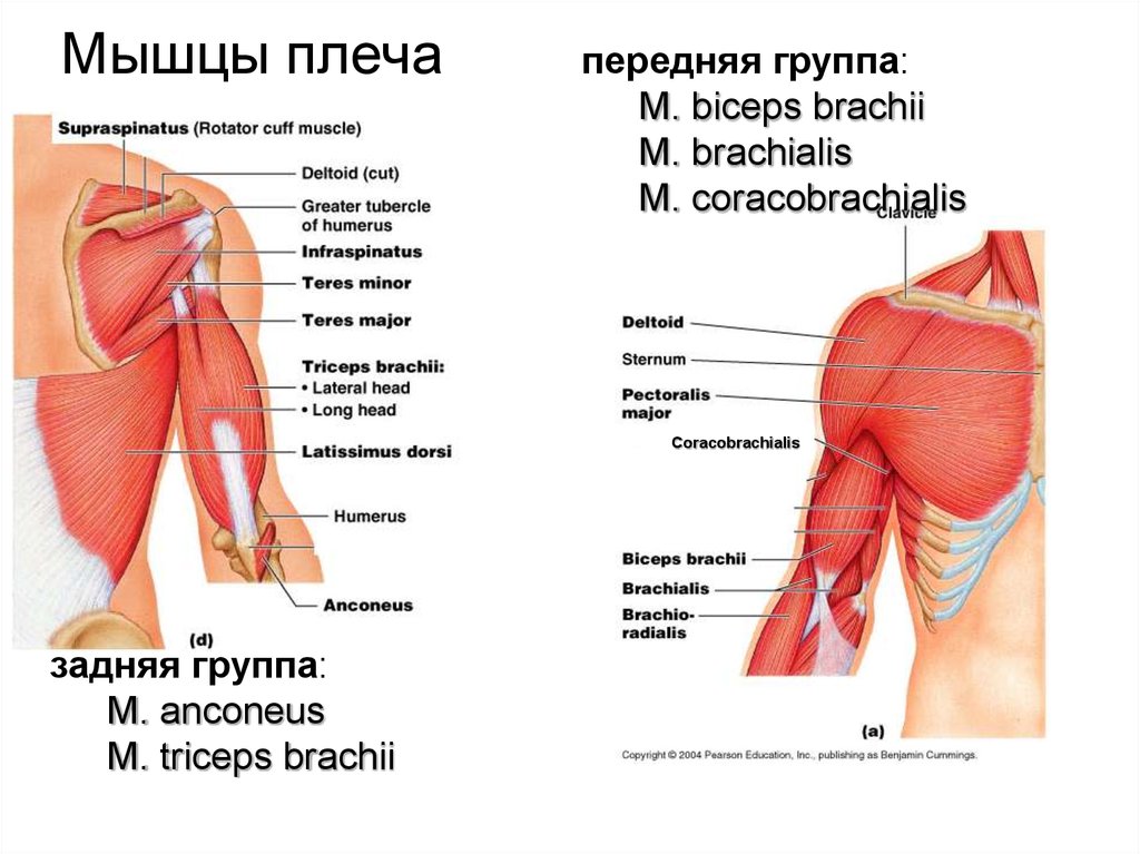 Мышцы плеча анатомия картинки