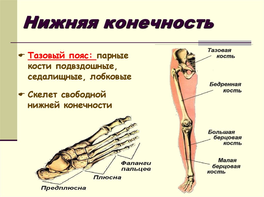 Анатомия нижней конечности человека. Кости нижних конечностей человека анатомия. Строение костей нижней конечности. Строение скелета нижних конечностей. Строение скелета нижней конечности человека.
