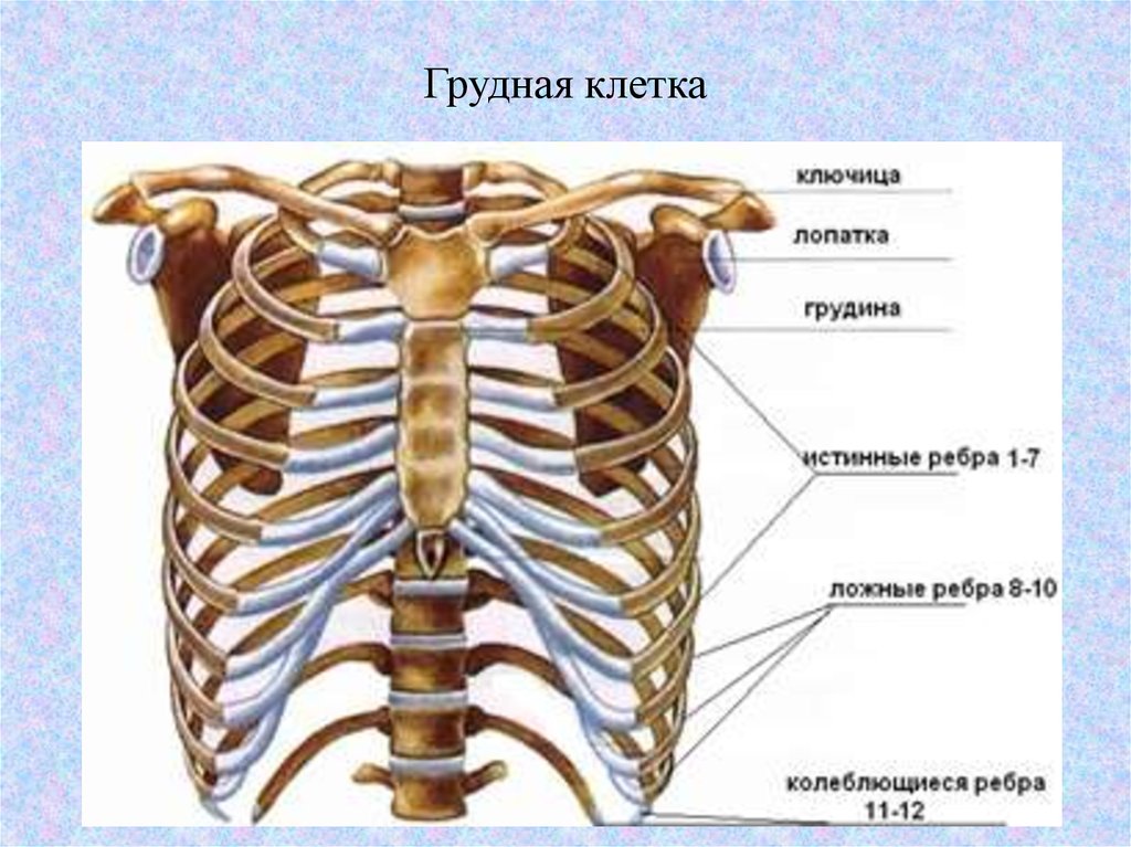 Рисунок грудной клетки человека