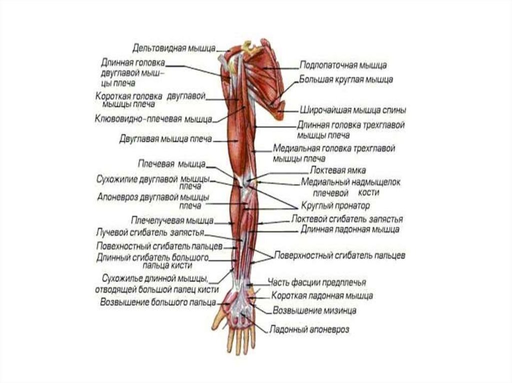 Приводящие латынь. Глубокие мышцы верхней конечности анатомия. Мышцы свободной верхней конечности анатомия строение. Мышцы верхней конечности, пояса и предплечья. Поверхностные мышцы верхних конечностей.