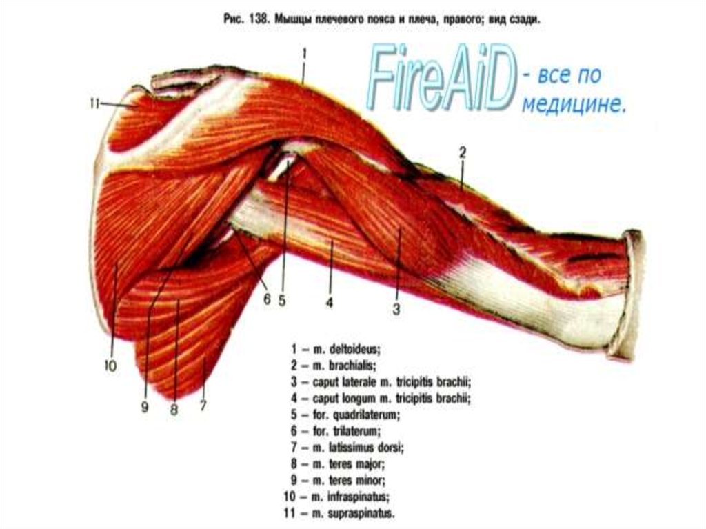 Мышцы рук и плеч. Мышцы плечевого пояса и плеча вид спереди. Мышцы плечевого пояса и плеча вид сзади. Мышцы плечевого пояса анатомия вид сзади. Мышцы плеча спереди анатомия.