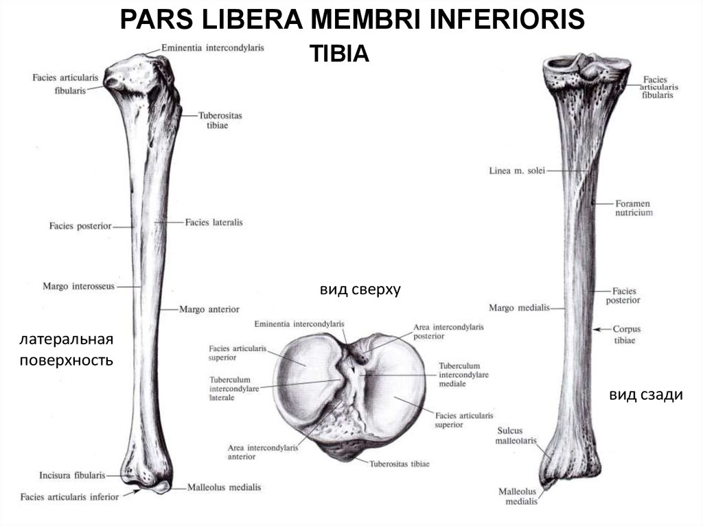 Анатомия большеберцовой кости. Строение большеберцовой кости анатомия. Большая берцовая кость анатомия. Большая берцовая кость анатомия латынь. Кости голени анатомия латынь.