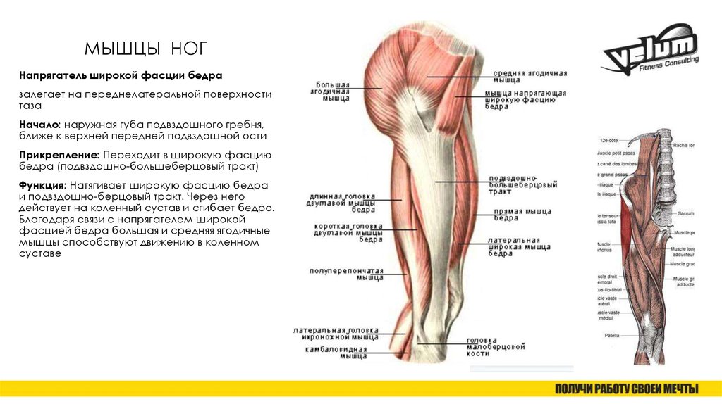 Мышцы на ногах названия картинки
