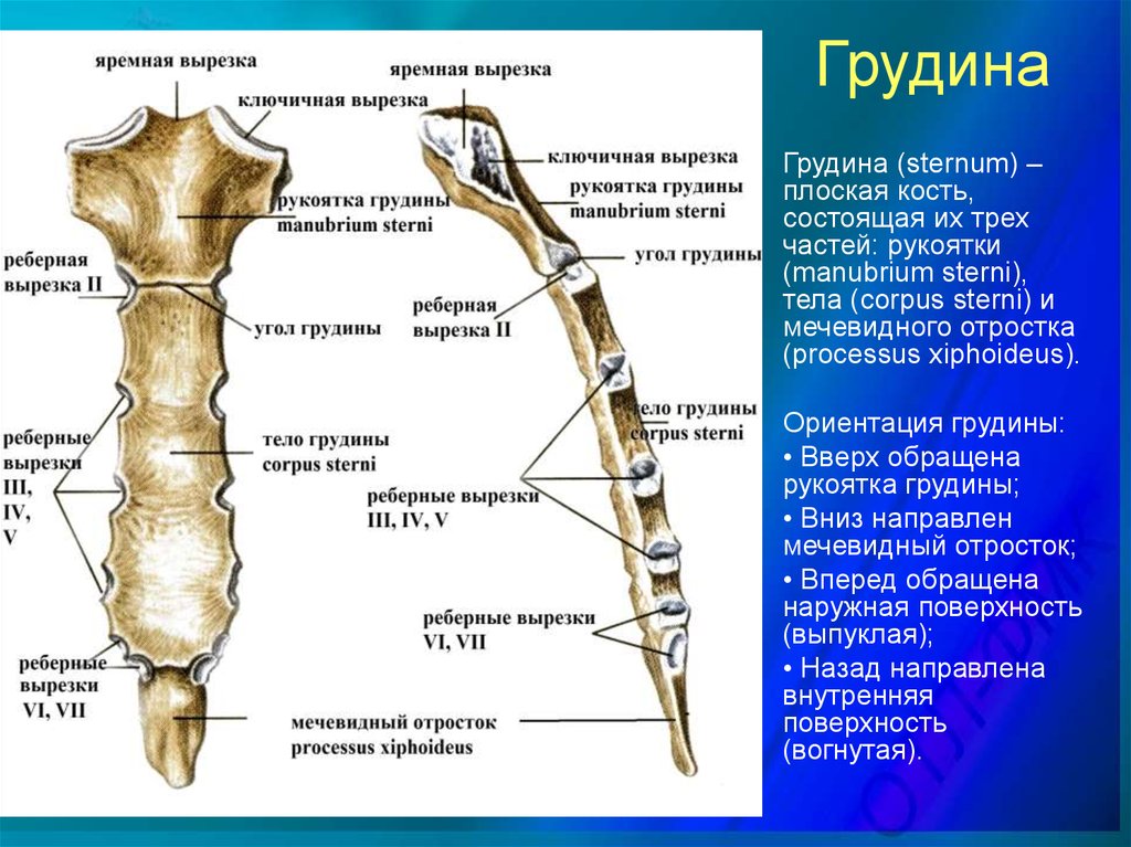 Схема строения грудины