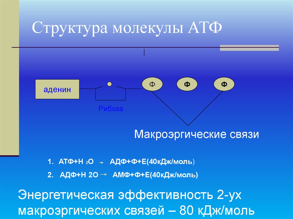 Схема молекулы атф