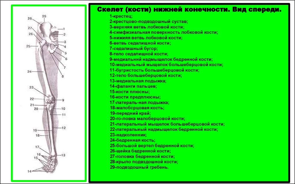 Кости нижней части ноги. Кости нижней конечности вид спереди. Кости нижней коненчости Видс епреди. Скелет нижней конечности кости атлас. Кости нижней конечности правой вид спереди.