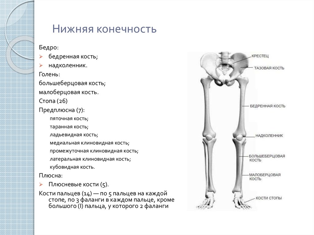 Сколько костей в бедре. Большеберцовая кость голени. Бедренная кость анатомия берцовая кость. Нижние конечности человека анатомия кости берцовая кость. Кости нижней конечности бедренная кость человека.