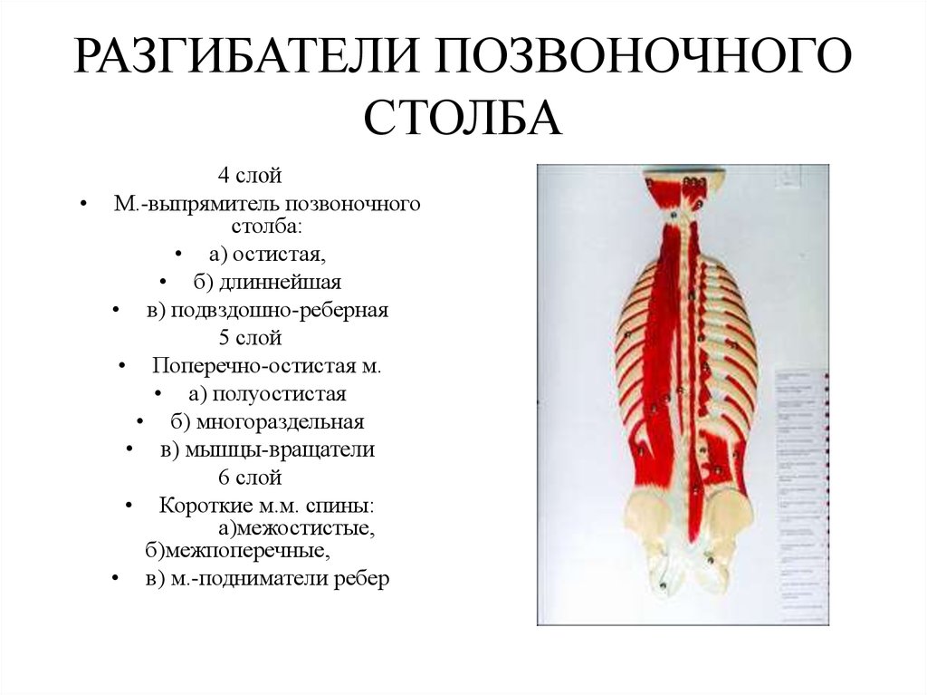 Разгибатель спины мышца фото