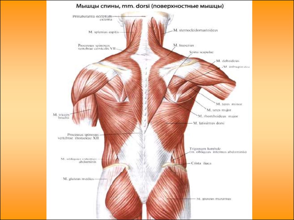 Мышцы спины схема с названиями
