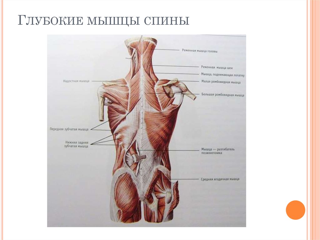 Мышцы спины анатомия картинки глубокие