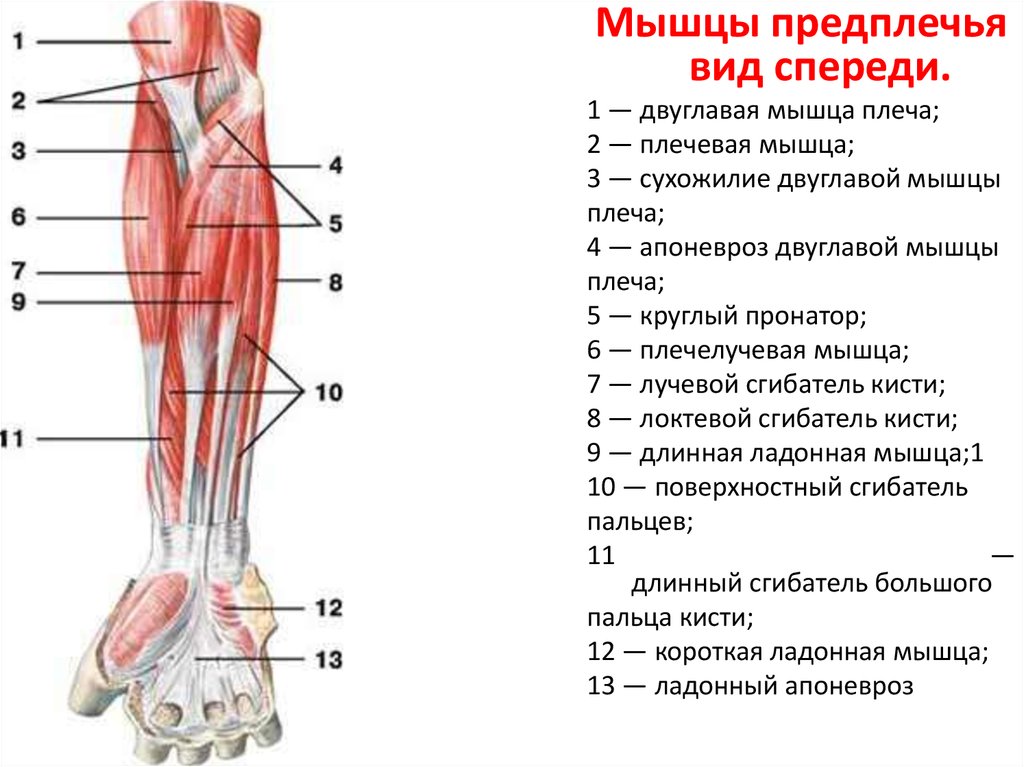 Мышцы руки схема анатомия