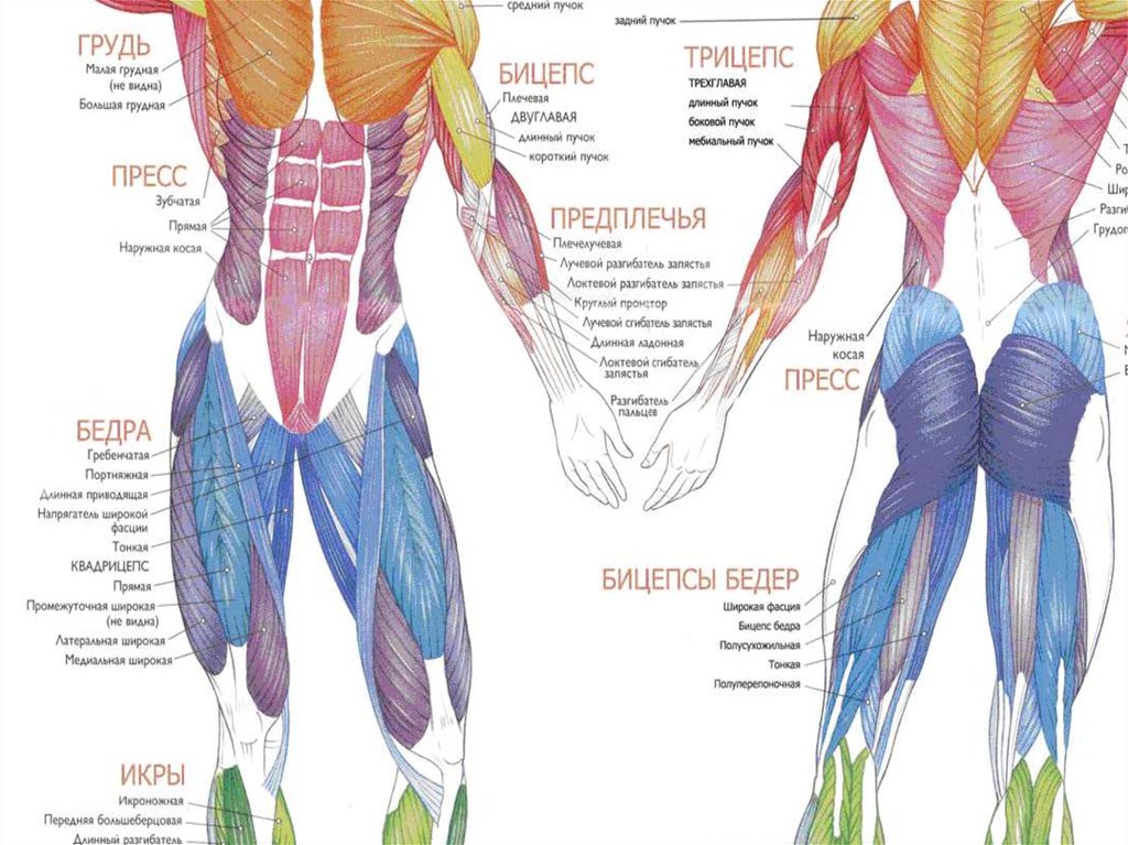 Мышцы у человека в картинках с определениями у женщин