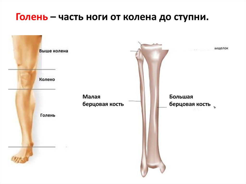 Показать голень человека на рисунке