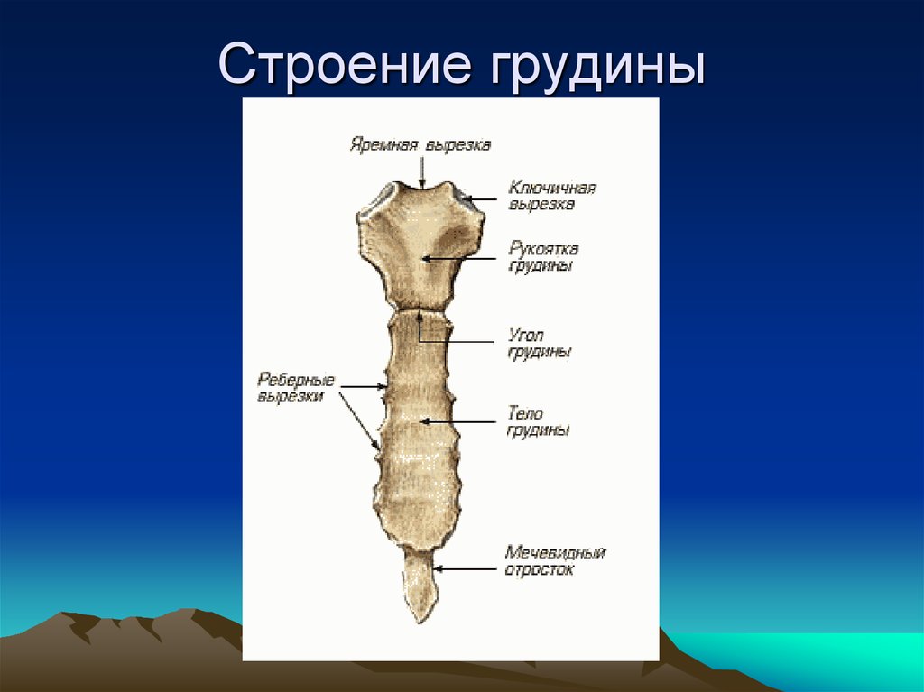 Грудина анатомия рисунок