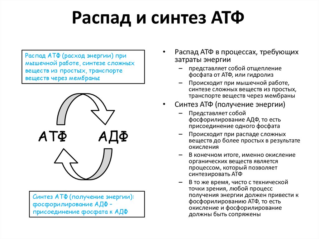 Укажите номер обозначающий на схеме этап на котором происходит выделение наибольшего количества атф