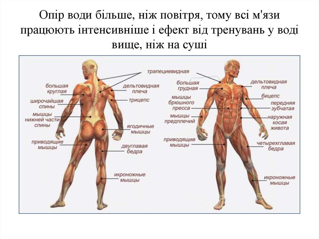 Мышцы в человеке схема