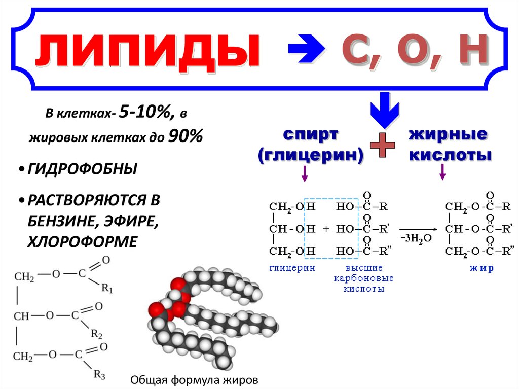 Схема образования молекулы жира