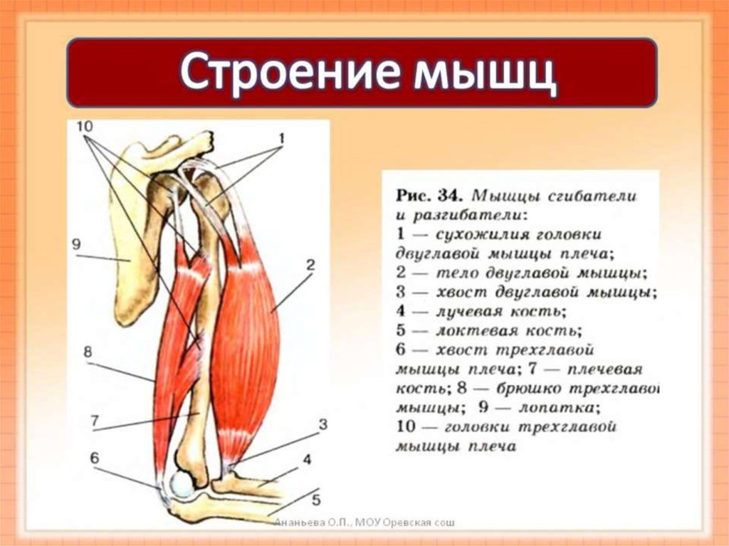 Карта строения мышц