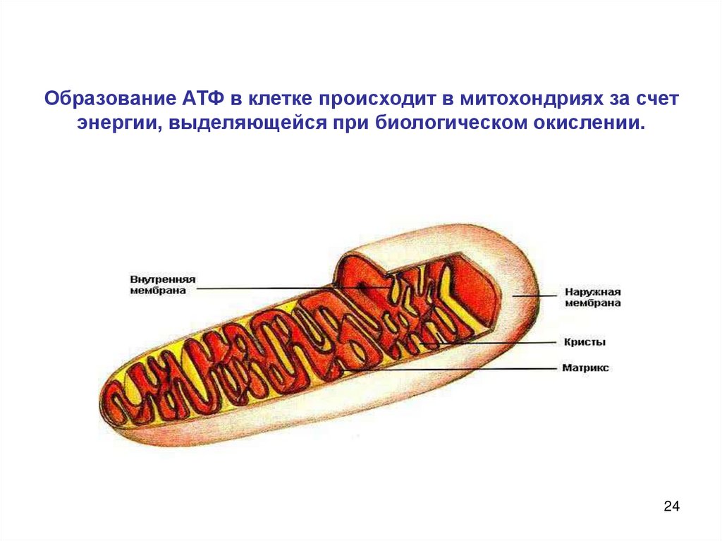 Синтез атф рисунок