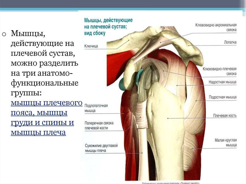 Схема плеча человека