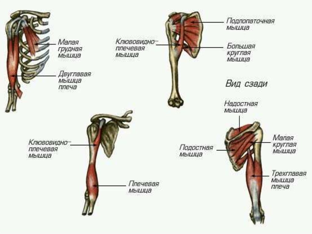 Группы мышц на руках в картинках