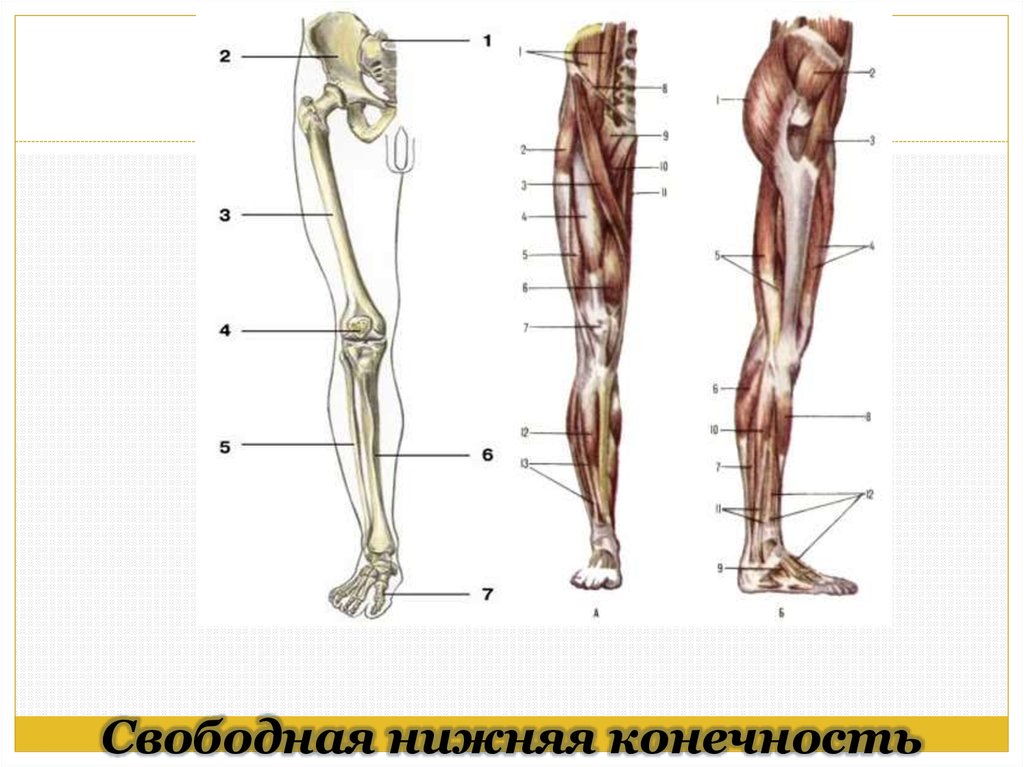 Картинки нижних конечностей. Нижняя конечность анатомия. Свободная нижняя конечность. Анаиомия своьолной ниднец крнечнгсти. Свободные нижние конечн.