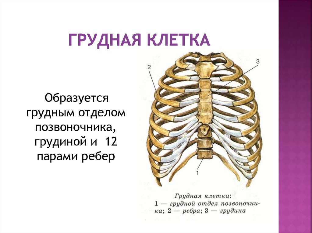 Рисунок грудная клетка человека с подписями