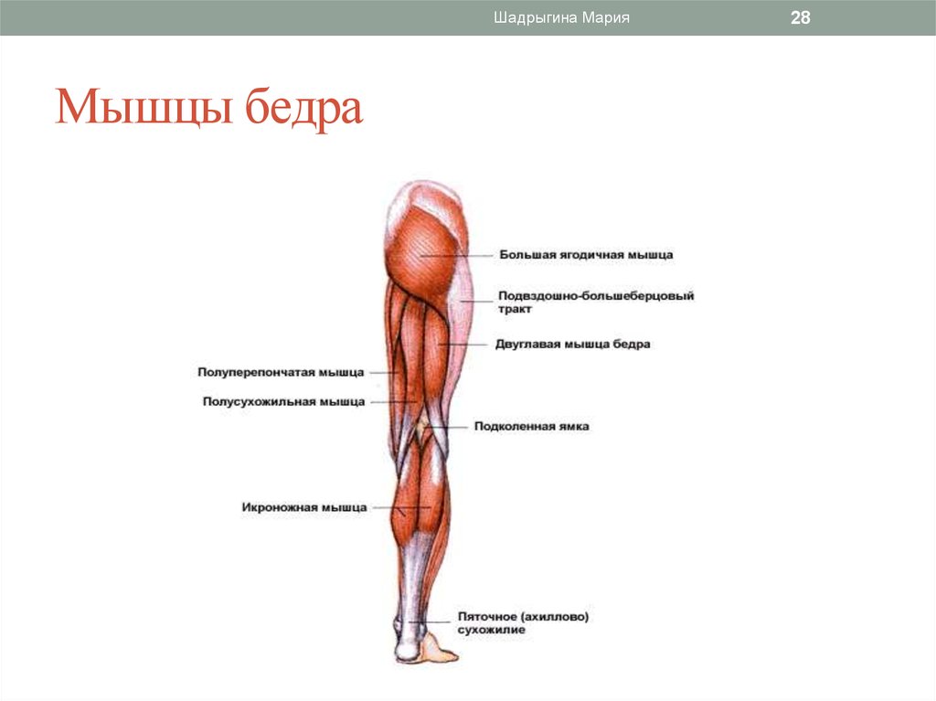 Мышцы ног схема с названиями