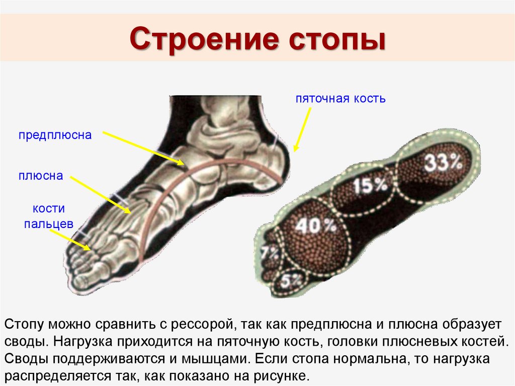 Стопа человека кости анатомия рисунок с надписями