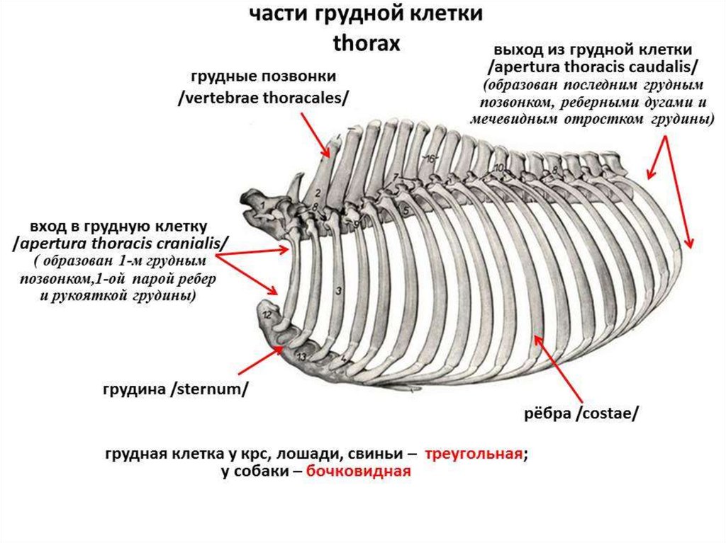 Строение ребер у собаки фото