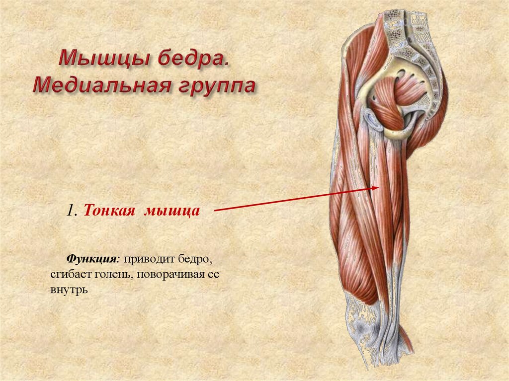 Перечислить мышцы бедра