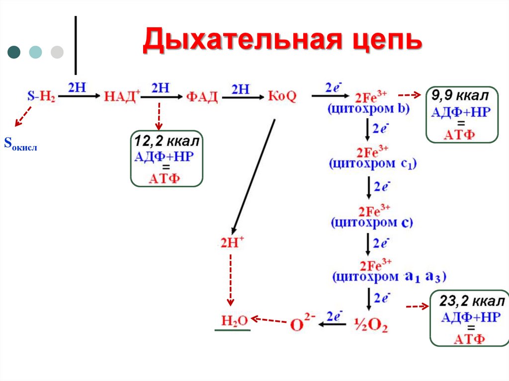 Укажите номер обозначающий на схеме этап на котором происходит выделение наибольшего количества атф