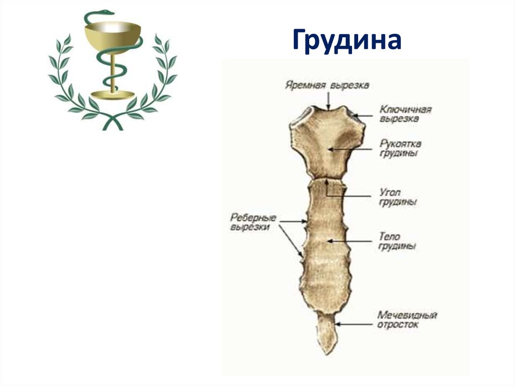 Грудина анатомия рисунок